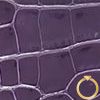 vendome-hermes-colors-amethyste